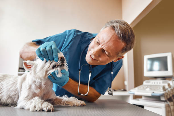 Best Broken or Chipped Tooth Repair in Mount Olive, IL